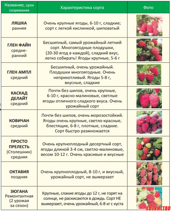 Выращивание клубники дома: посадка, правила ухода, советы и фото - fin-az.ru