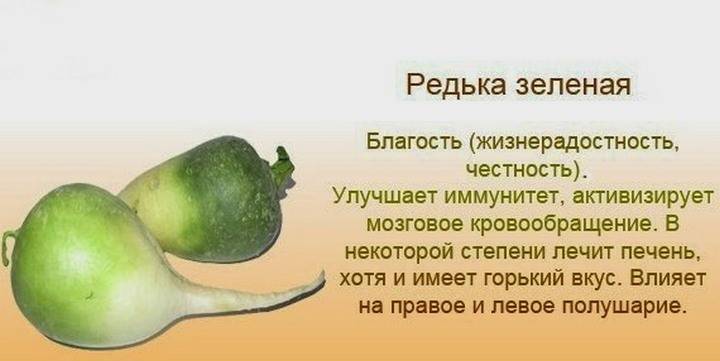 «покаянный овощ»: вред, польза и целебные свойства редьки // нтв.ru