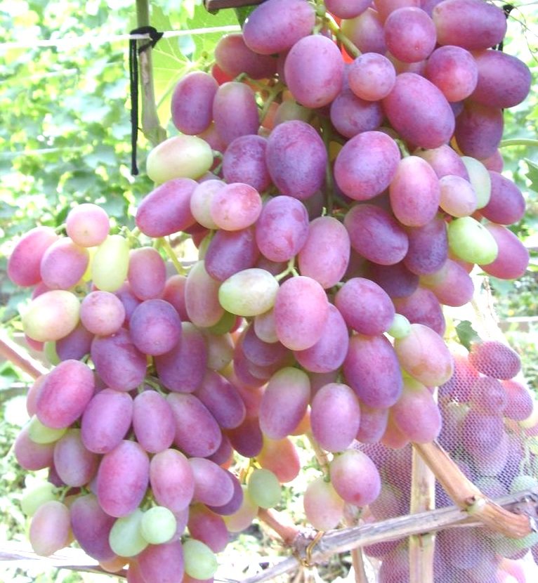 Виноград ризамат: описание сорта, фото, отзывы
