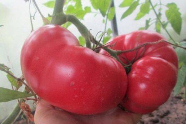 Вкусный великан на вашем огороде — томат «исполин малиновый»: описание сорта, его особенности и способы выращивания