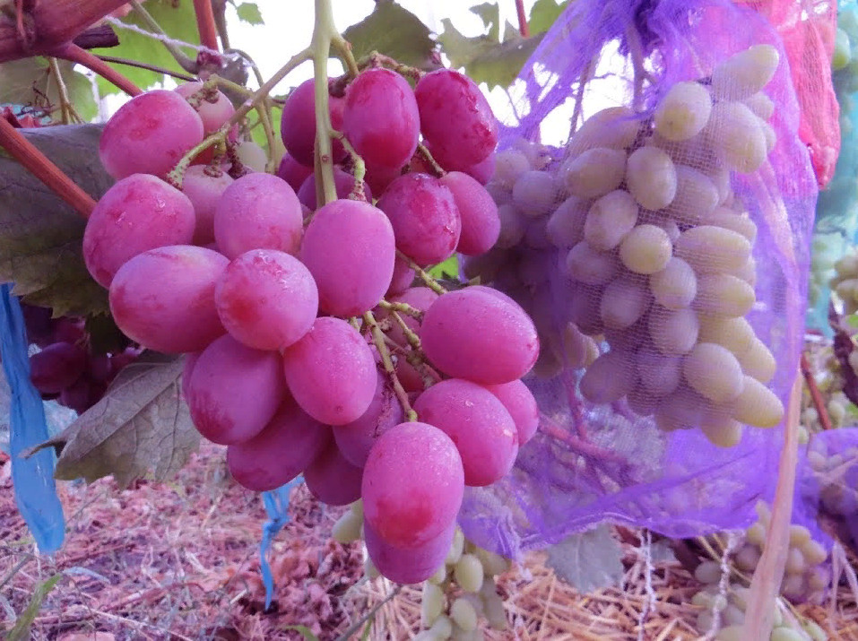 Виноград сорта аркадия: характеристики растения и советы по уходу за ним