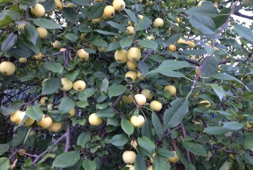 Описание сорта яблони уральское наливное: фото яблок, важные характеристики, урожайность с дерева