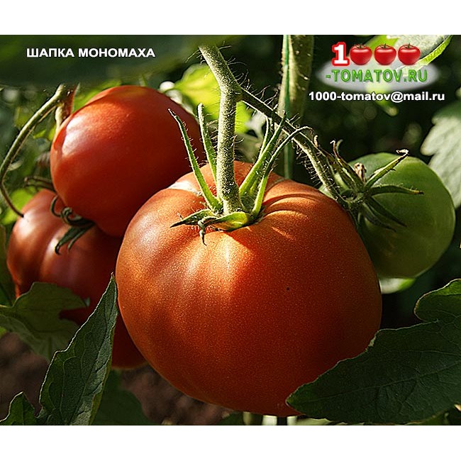 Описание сорта томата Шапка Мономаха, особенности выращивания и ухода