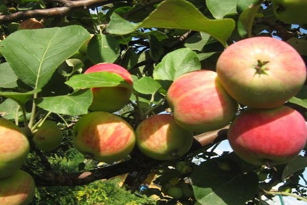 Описание сорта яблони русская красавица: фото яблок, важные характеристики, урожайность с дерева