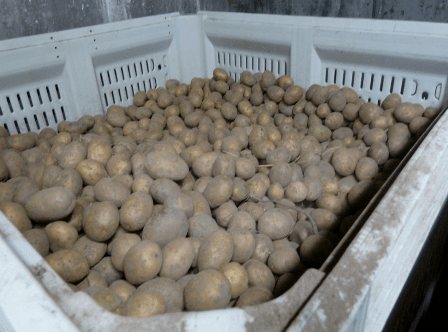 Как хранить картофель в домашних условиях