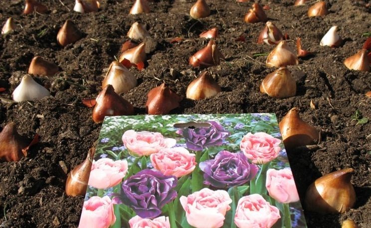 Посадка тюльпанов весной: когда и как посадить в московской области?