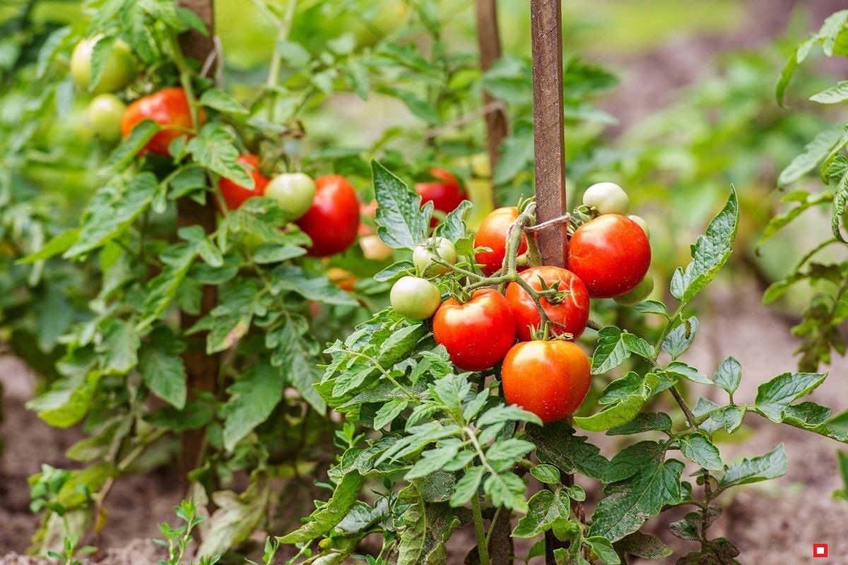 Лучшие семена томатов для выращивания в сибири