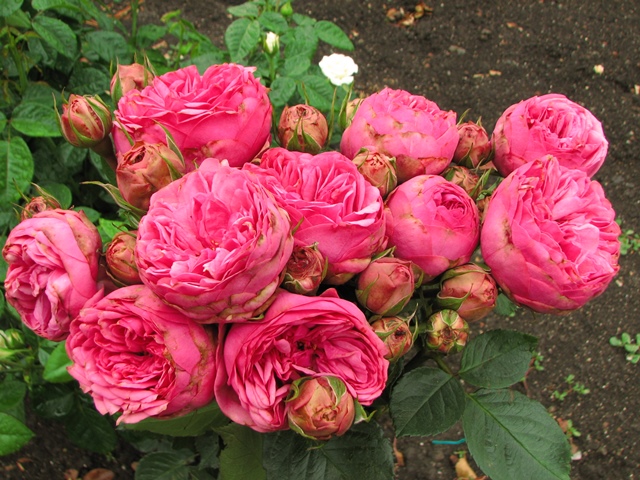 Пионовидная роза: описание и применение в дизайне сада + 16 лучших сортов красного, розового, белого и желтого цвета
