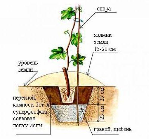 Описание и агротехника выращивания винограда сорта Муромец