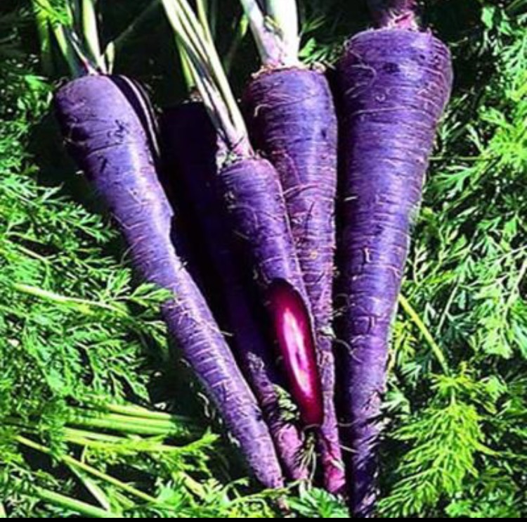 Белая морковь, фиолетовая морковь: описание, сорта