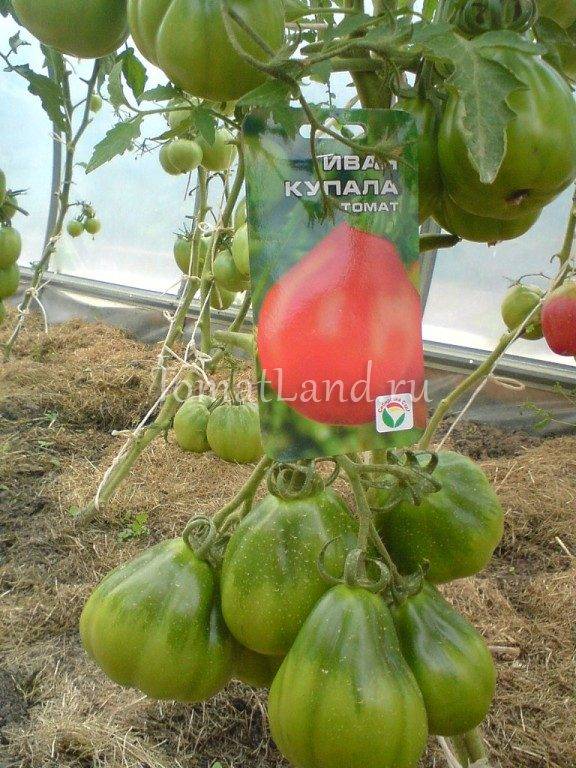 Томат иван купала — описание и характеристика сорта | zdavnews.ru