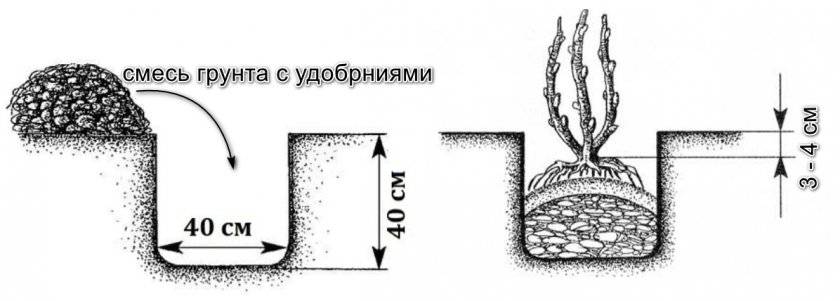 Ежевика: посадка и уход в открытом грунте. лучшие сорта для выращивания в регионах россии