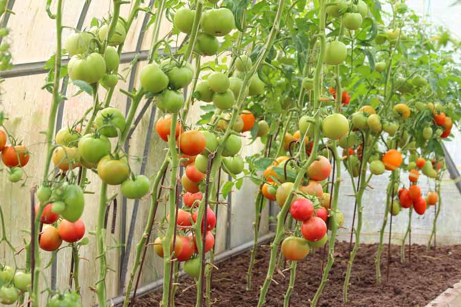Лучшие сорта томатов для открытого грунта в сибири