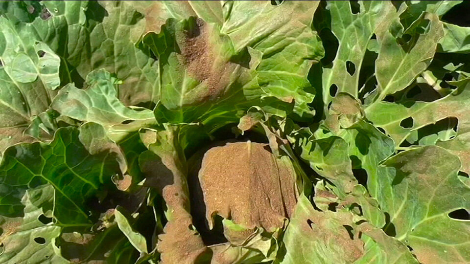 Табачно-зольная пыль "табазол", как удобрение для растений: инструкция по применению
