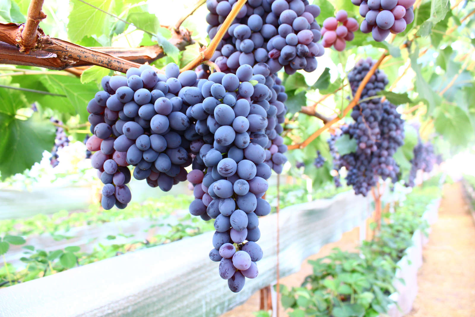 Выращивание винограда агат донской - мыдачники