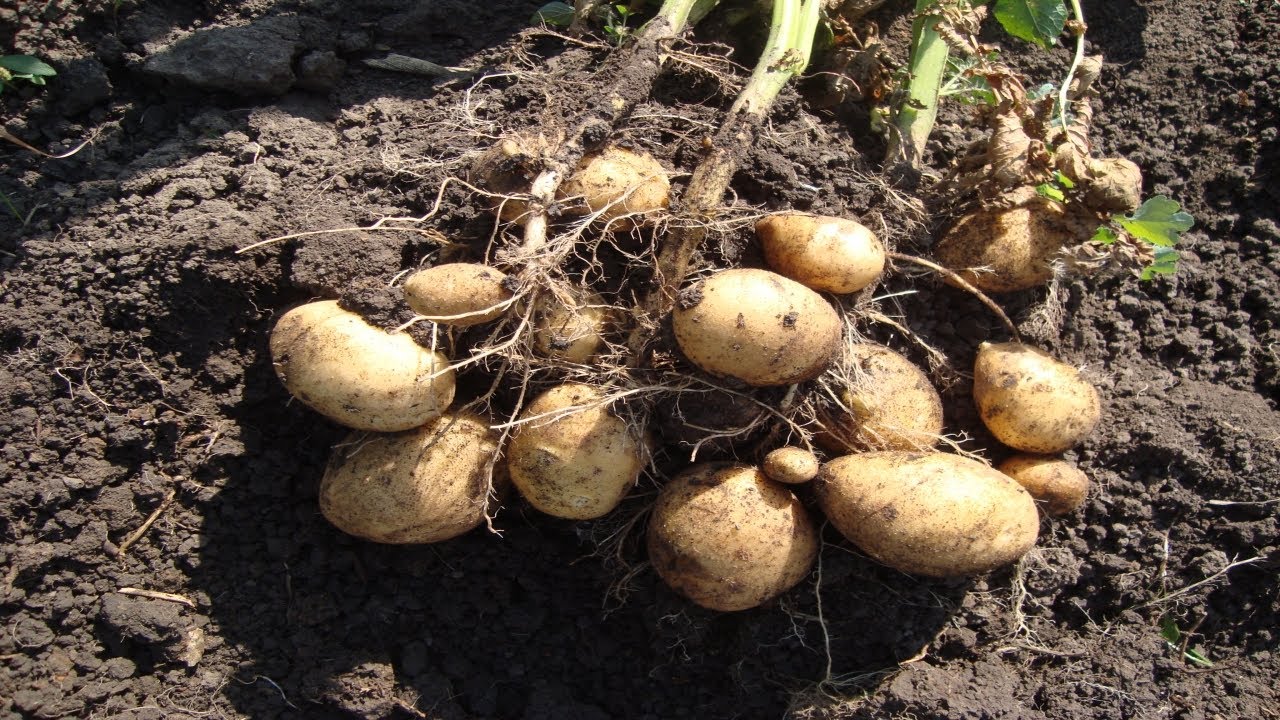 Картофель зекура – описание сорта, фото, отзывы