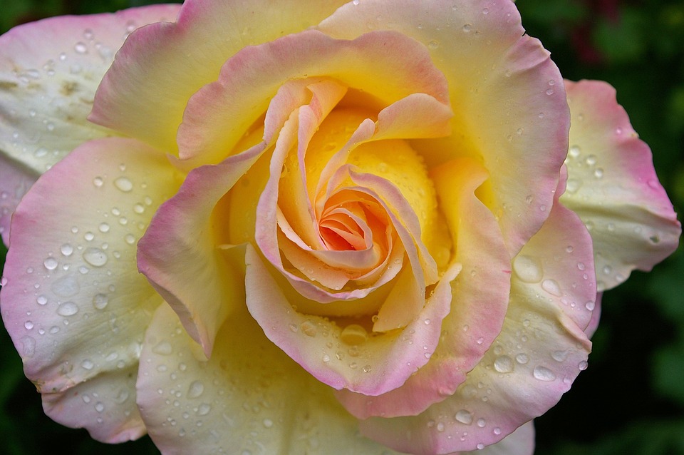 Gloria dei — знаменитая ярко-желтая чайно-гибридная роза от французской компании meilland