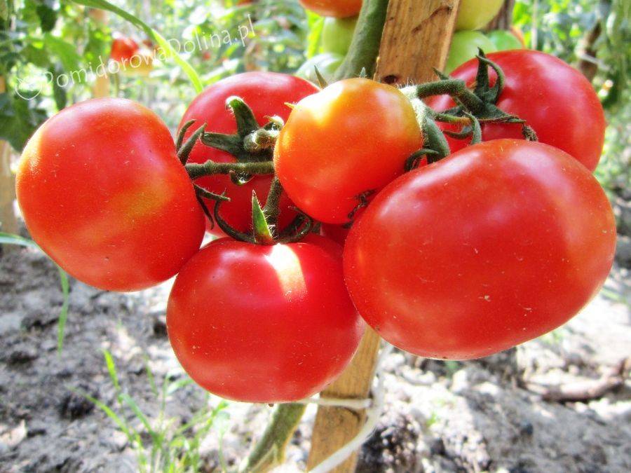 Лучшие 46 сортов томатов для теплицы: описание, фото, отзывы