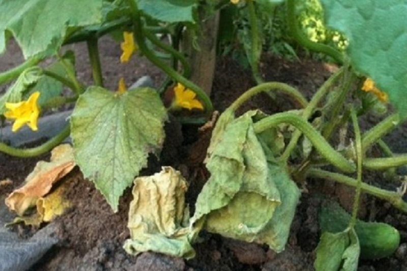 Огурцы: почему сохнут в теплице и на огороде