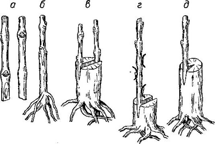 Как вырастить и размножить вишню: черенками, корневой порослью, косточками