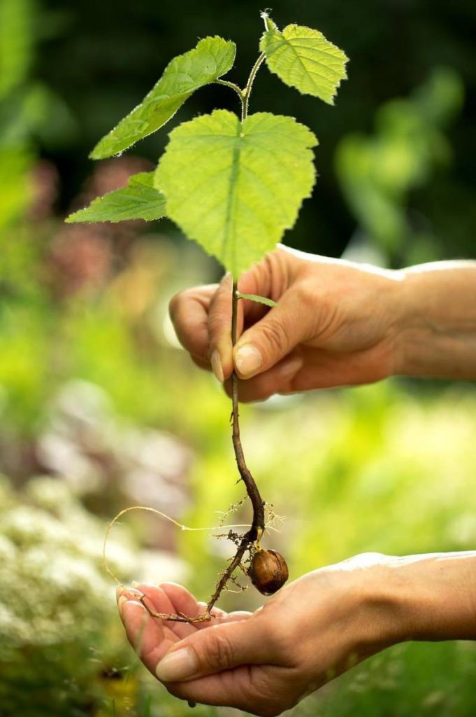 Фундук — посадка, уход и выращивание в саду