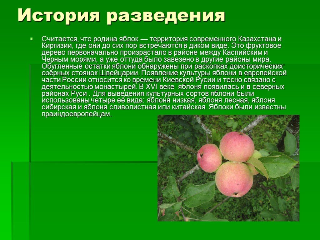 Особенности выращивания яблони ауксис - мыдачники