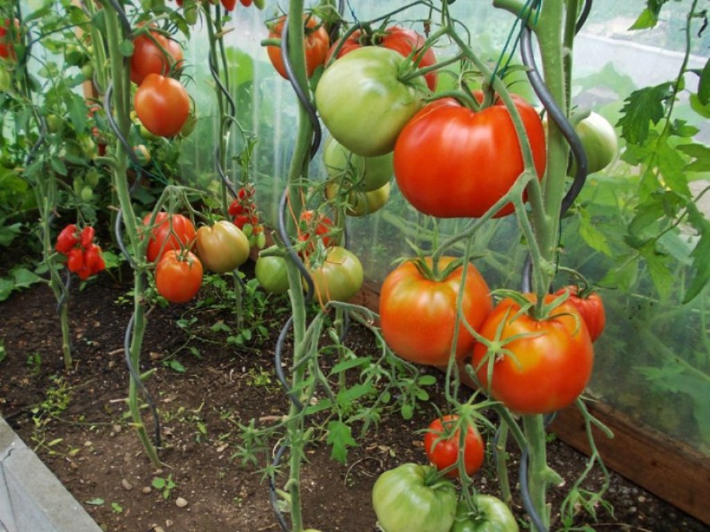 ✅ томат краснобай отзывы фото урожайность - питомник46.рф