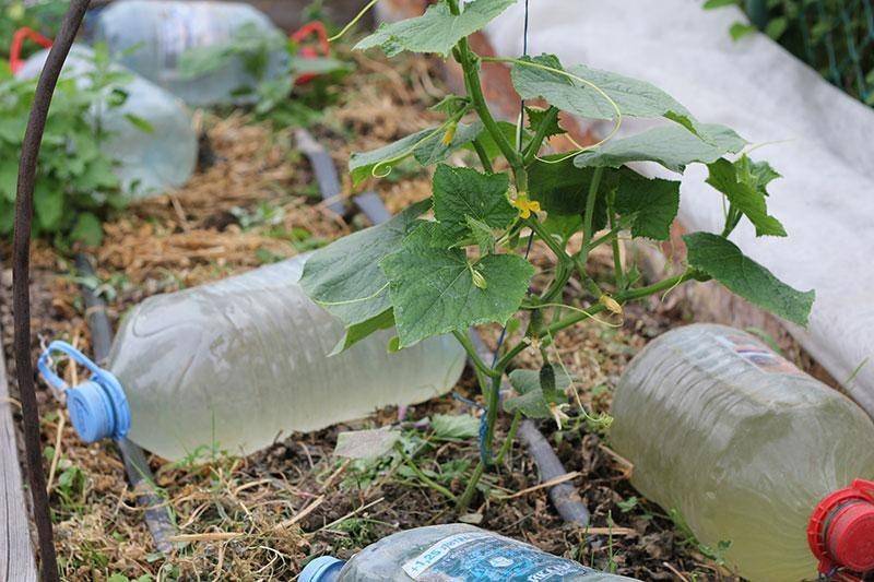 Капельный полив огурцов из пластиковых бутылок