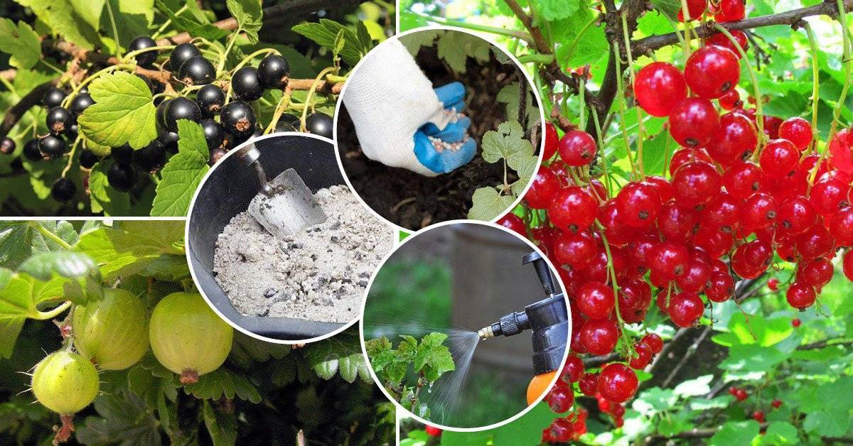 Удобрения для малины — весной и осенью, при посадке и после сбора урожая