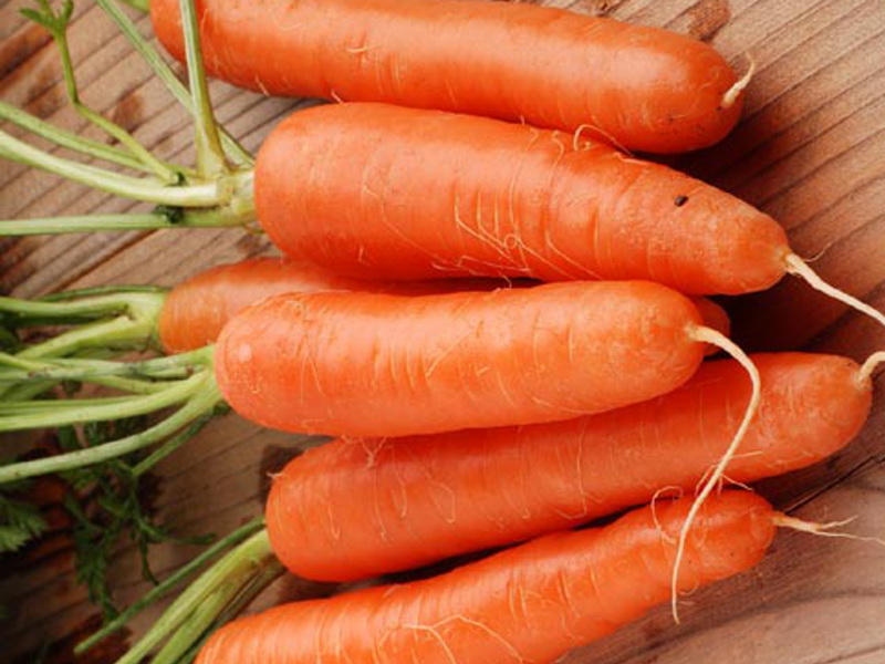 Сорта моркови по срокам созревания: раннеспелые, средние и поздние. какие виды корнеплода самые сладкие?
