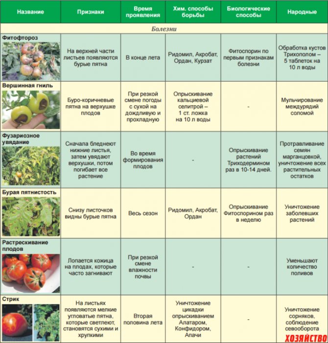 Заболевания овощей в теплице: определение и профилактика