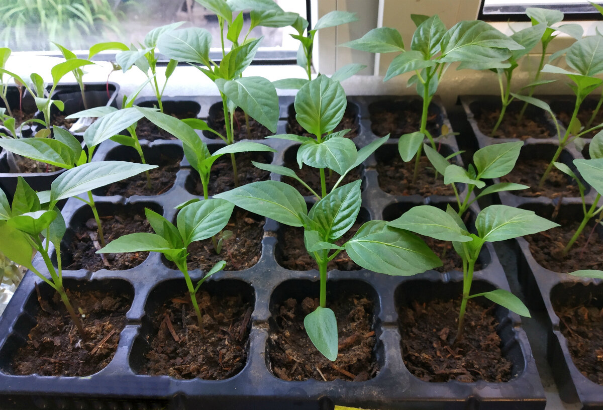 Выращивание рассады перца в домашних условиях: секреты опытных огородников, как правильно вырастить хорошую и здоровую рассаду из семян русский фермер