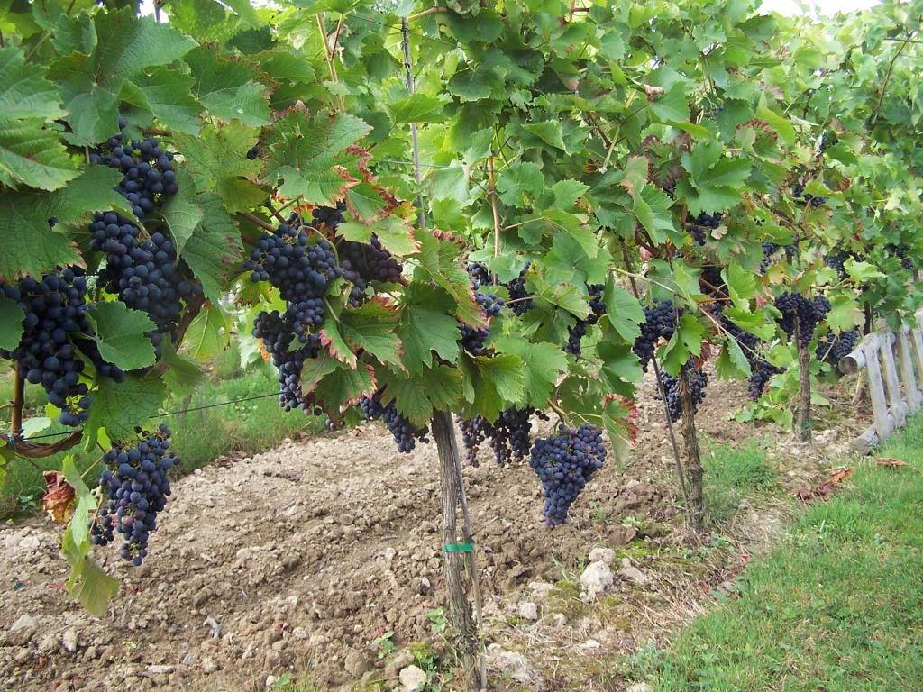 Характеристика винограда сорта вэлиант - мыдачники