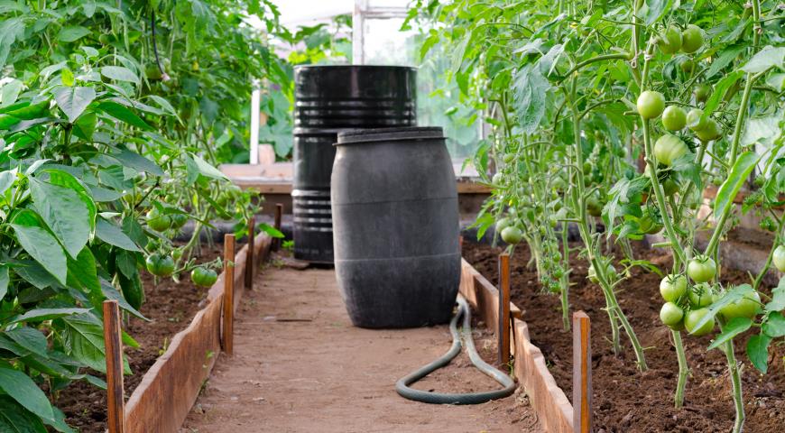 Уход за помидорами после посадки: советы, как его организовать, начиная с полива семян и до мульчирования почвы для хорошего урожая, а также фото кустов томатов русский фермер