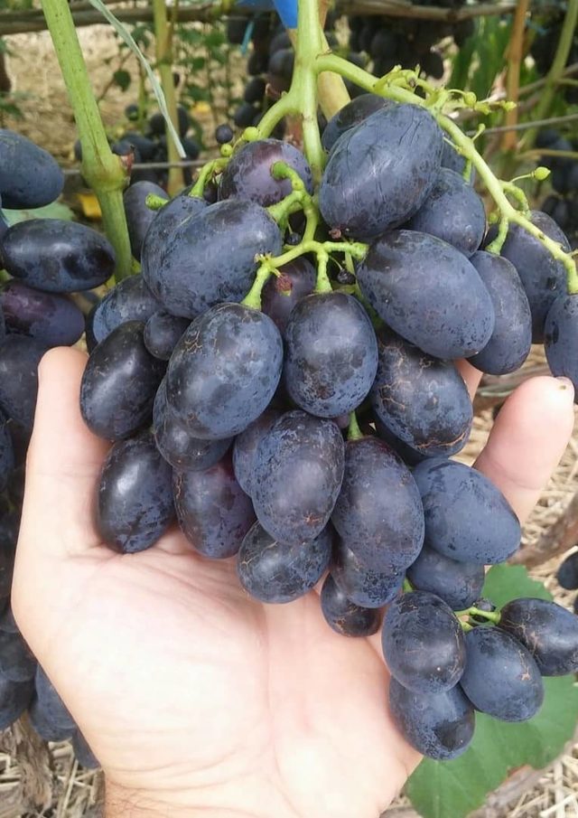 Виноград кодрянка: описание сорта, фото, отзывы, выращивание в подмосковье