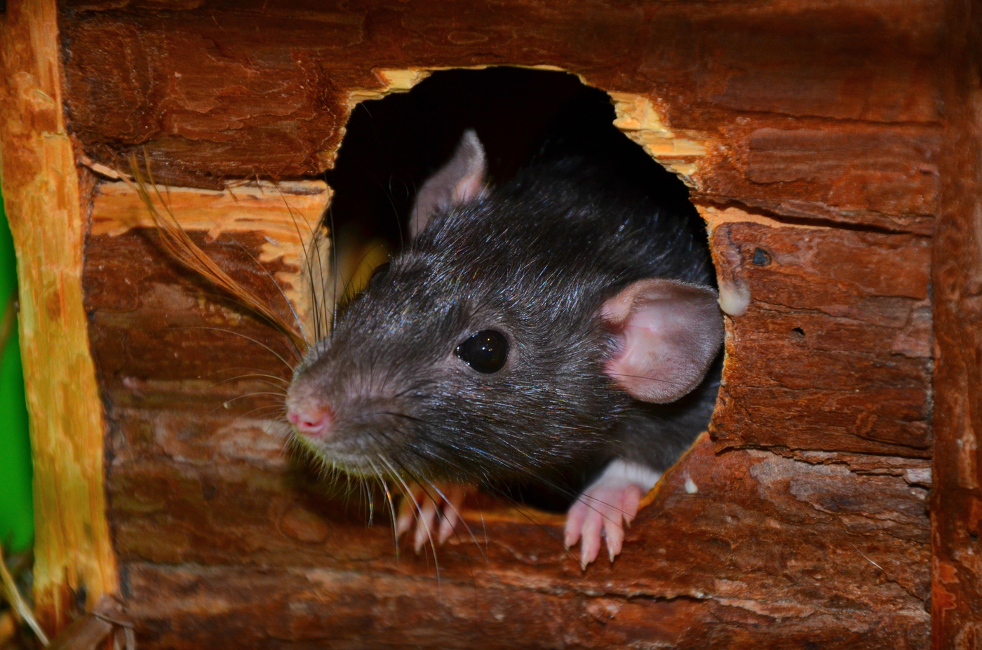 Земляная крыса в огороде: как избавиться, народные средства
