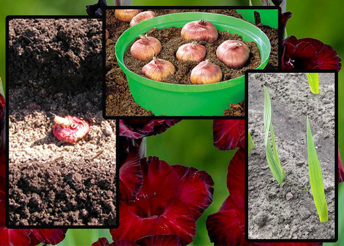Посадка и уход за гладиолусами (40 фото): как сажать в открытом грунте и ухаживать за ними весной? как выращивать на урале? правильная подготовка луковиц к зиме