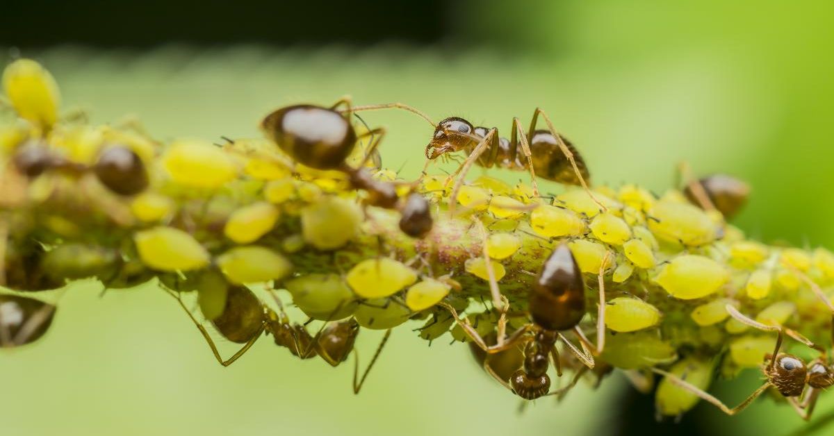 Что делать, если муравьи едят капусту на корню, как от них избавиться и спасти урожай, чем полить и обработать, и способы борьбы народными и иными средствами