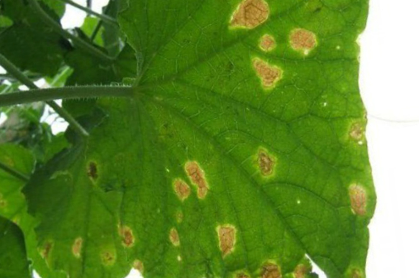 Аскохитоз огурца: причины появления и способы борьбы с гниением растения