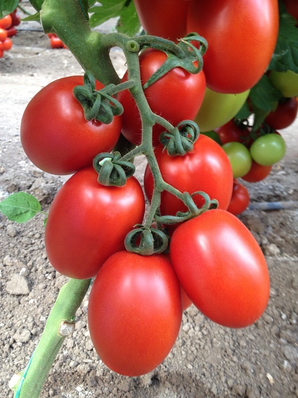 Сорта томатов для открытого грунта: описание, фото, отзывы