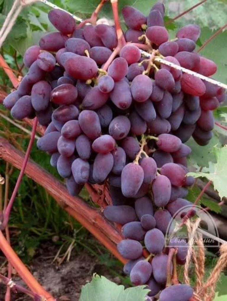 Виноград рубиновый юбилей: описание сорта, фото и отзывы садоводов