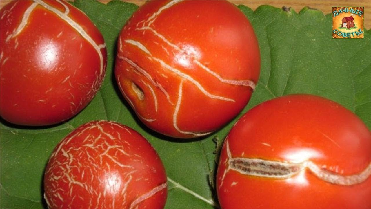 Трескаются помидоры в теплице: при созревании, красные, зеленые, почему так происходит, профилактика, лечение, фото, видео