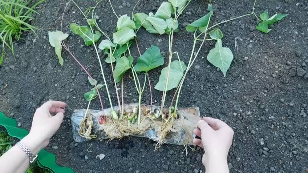 Выращивание гороха из семян в открытом грунте — когда и как правильно сажать