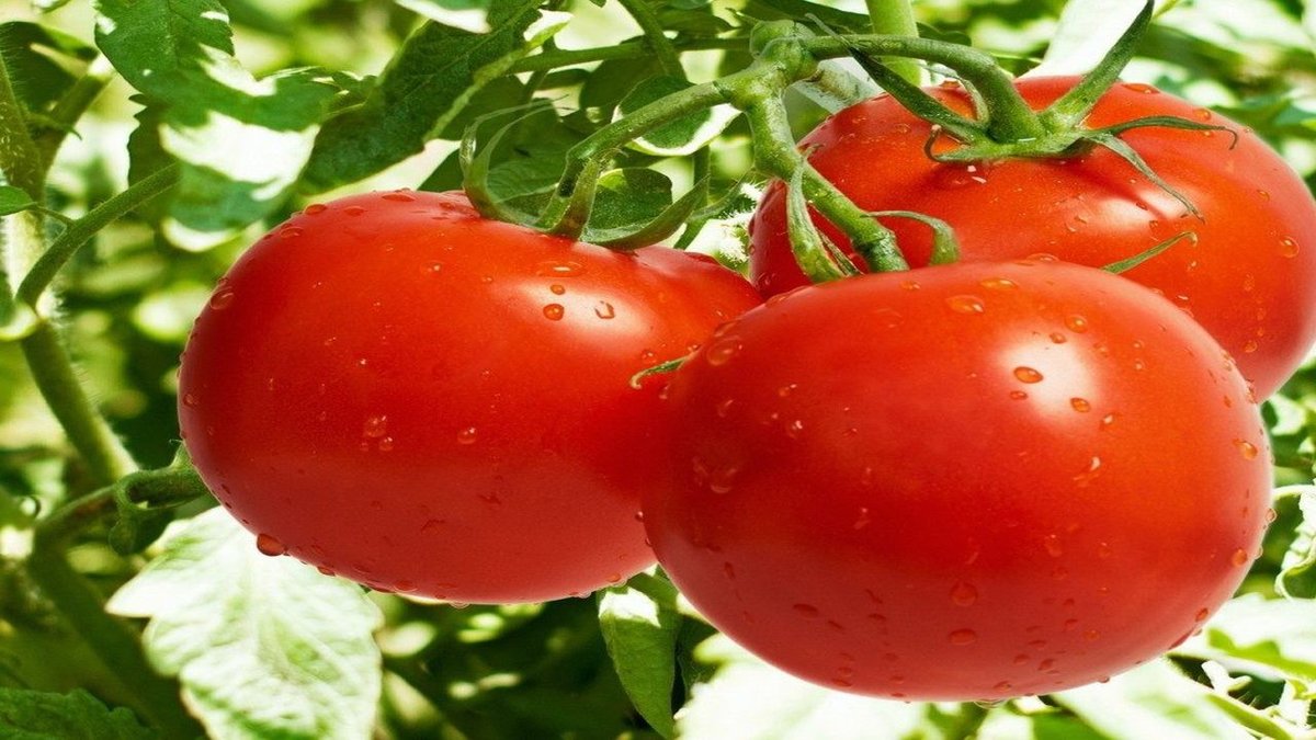 Описание гигантских томатов сибирские шаньги и рекомендации по выращиванию сорта