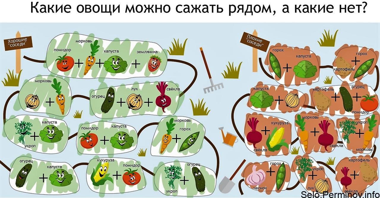 Схема посадки овощей на огороде: основные правила планирования, таблица совместимости культур