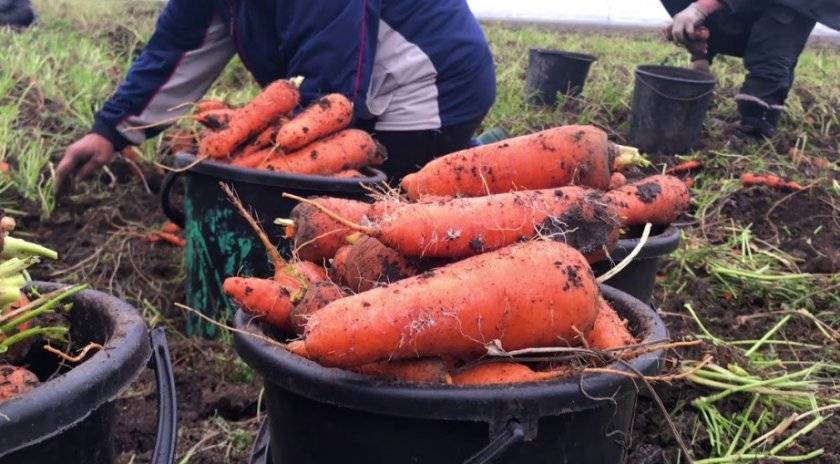 Когда убирать морковь