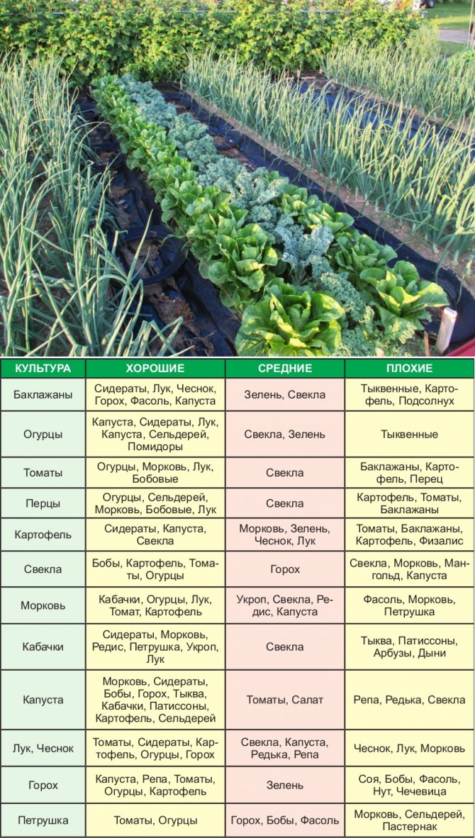Совместимость растений в саду и огороде: таблица правильных посадок овощей и других культур
