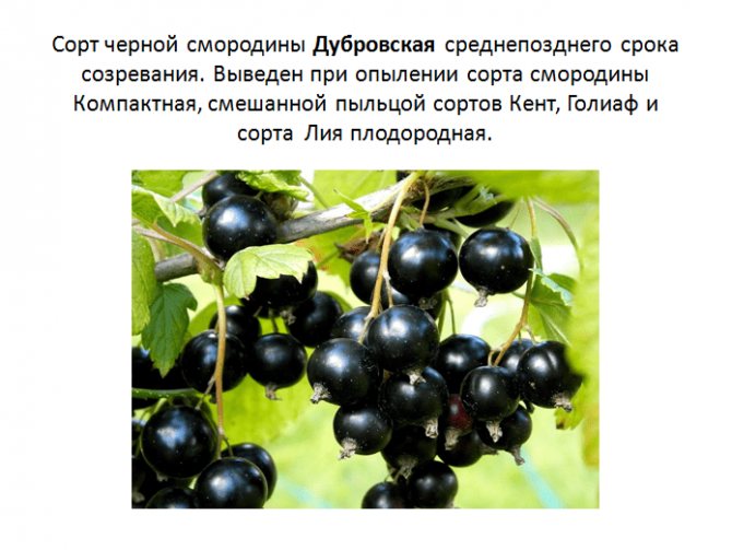 Лучшие сорта черной смородины для подмосковья с фото и описанием - журнал "совхозик"