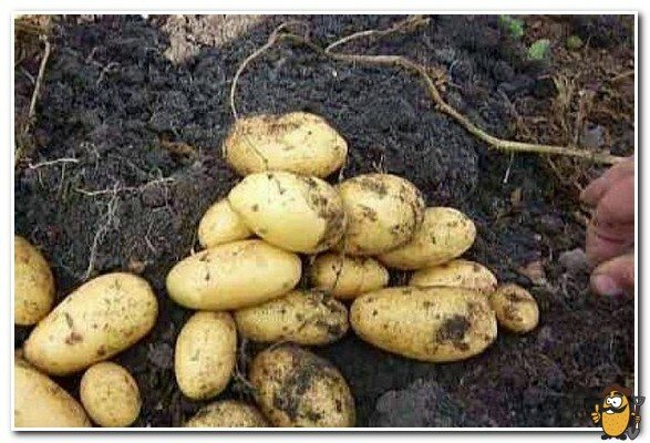 Сорт картофеля весна: описание и основные характеристики, отзывы, фото урожая, особенности выращивания, посадка и уход, урожайность