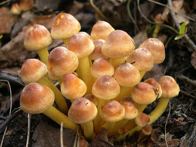 Весенние грибы 2021 фото: съедобные, несъедобные и ядовитые